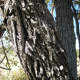 Bark Of The Ber Tree