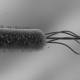 E. coli