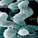 Campylobacter