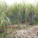 Sugar cane is another crop that contains ethanol. Brazil is already growing sugar cane across million of acres turning it into bio fuel. In terms of bio fuel production, it's decades ahead of the US and Western Europe.