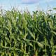 Corn, contains ethanol that could help revive the gasoline/petrol powered car in a world without oil. But would we be able to produce enough?