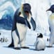 Scene from Happy Feet. Notice how the penguin on the right, the female, has a synched waist and high breast-like chest. Is this really necessary??