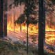 Natural Sources of Air Pollution: Forest Fires