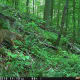 Coyote