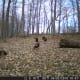 Turkeys