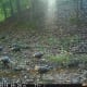 Turkeys