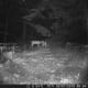 Doe and fawn at night