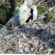 Bobcat