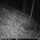 Bobcat at night