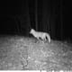 Fox at night