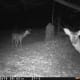 Deer at night