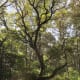 I feel in love with this tree. I felt like it was a fantastic example of a tree in a maritime forest. I could have spent much of the day in awe of this tree and the natural world around it.