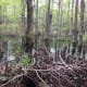Much of the trail side of First Landing is marshy or swampland. Hiking through the swamps had an ethereal feel to it.