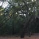 I just love the trees of the maritime forest. The campground is filled with them.