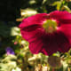 Hollyhock