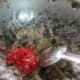 village-chicken-curry
