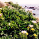 Hardy plants add color to the Pacific coastline.