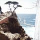 Another view of the Lone Cypress