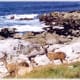 3 deer in this photo - 17 Mile Drive scenery along the Pacific in California