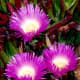 Ice plants in bloom