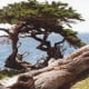 Other cypress trees nearby