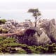 The Lone Cypress