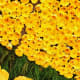 Flower Wall