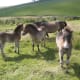 Exmoor foals stand on the moors.