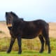 An Exmoor pony walks in its native British home.