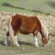 A rare pony grazes on Hameldon in Dartmoor.