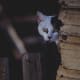 my-husband-and-the-cat-ufo-connection