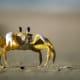 the-beachcomber-a-poem