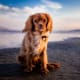the-beachcomber-a-poem