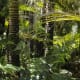 Rain forest