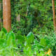 Wild garden