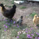 Hen and chickens