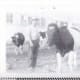 dad standing in the barnyard with his cows in 1959.