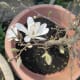 Magnolias Emerging
