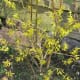Festooning Forsythia