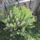 Luscious Lavender