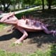 Texas Horny Toad 2017 by Dylan Conner at Art Trek