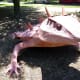Texas Horny Toad 2017 by Dylan Conner at Art Trek