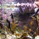 Sea horses