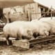 They also had pigs to feed...