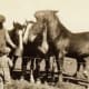 Feeding the plough horses