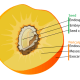 Diagram of a drupe fruit