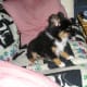 Harley in his new home.