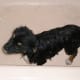 Harley's first bath in his new home.