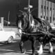 a clydesdale, the local heavy horse