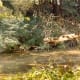 Santa Cruz Mountains Back Country